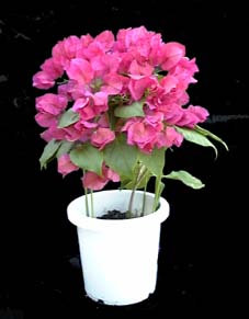 bougain-pink.jpg (10879 バイト)