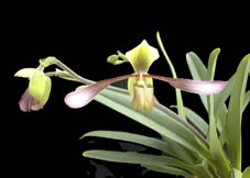 Paph-lowii-vinicolor.jpg (7499 oCg)