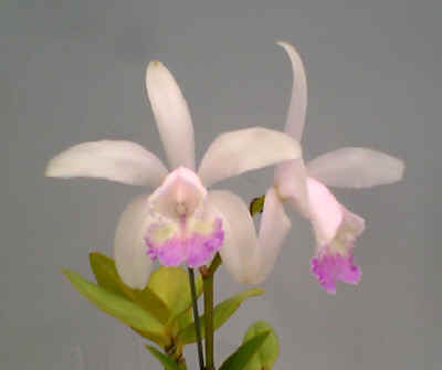 C.intermedia var. suave