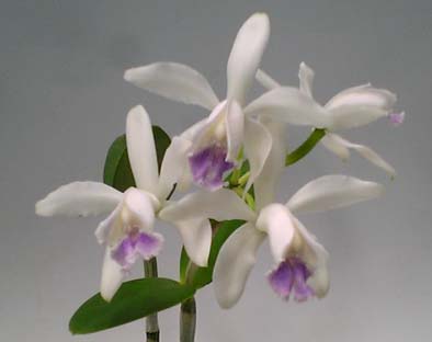 C.intermedia var. amethystina