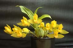 aromatica4.JPG (7187 バイト)